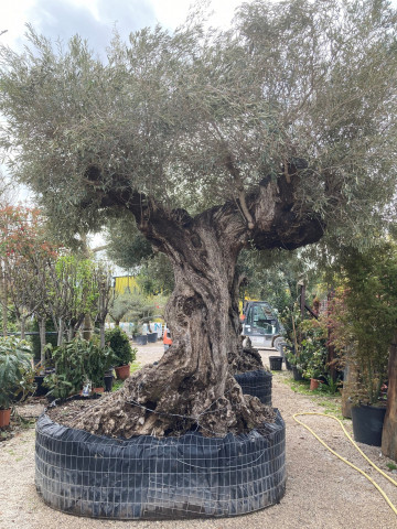 Achat olivier de qualité Hortus
