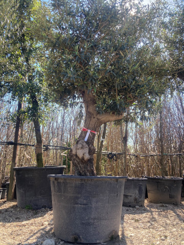 Olivier à planter Drôme