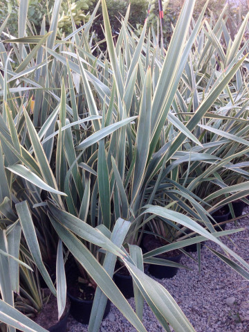 palmier phormium panache