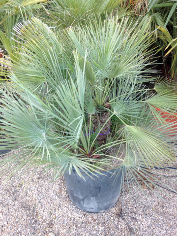 chamaerops humilis cerasifera