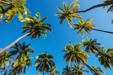 Palmiers jardins méditérannée