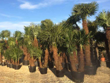 Palmiers à planter Pépinière Hortus