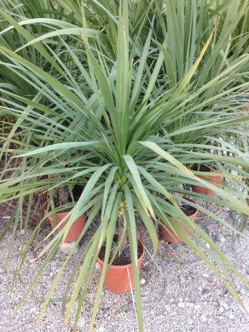 Cordyline en pot pépinière