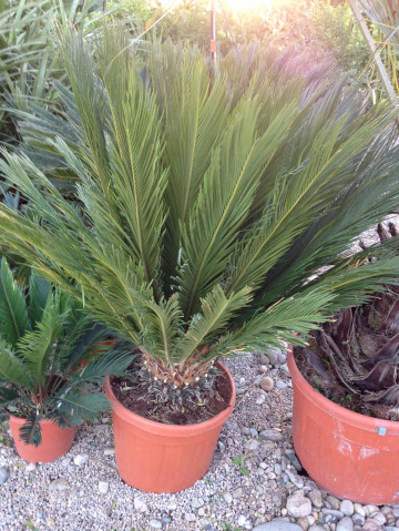 Palmiers Cycas en pot