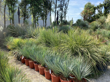 Xerophytes à planter Hortus