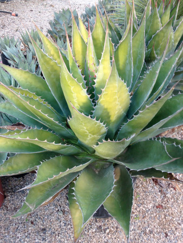 Agave à planter massif