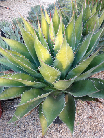 Agave à planter massif