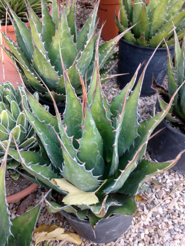 Agave Montana en pot Hortus