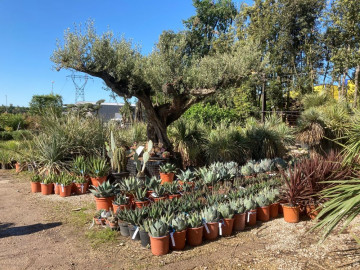 Choix de Xérophystes pépinières Hortus Drôme