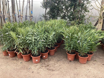 Pots Nerium Oleander Pépinière Hortus