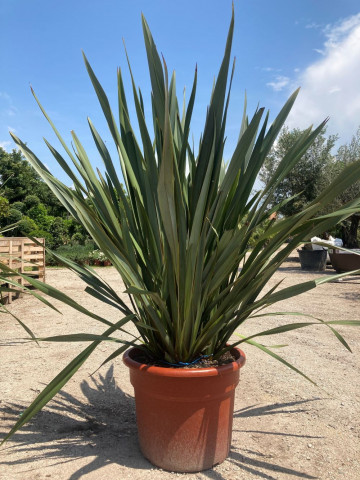 Phormium Tenax Pépinière Drôme