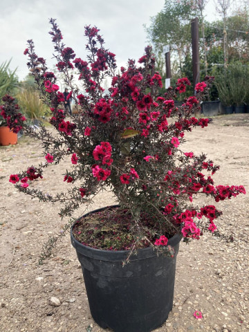 red damask arbre a the Pépinière Hortus