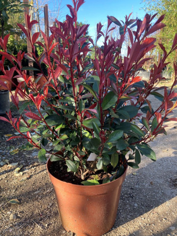 Photinia fraseri carre rouge - Pépinière Hortus